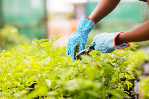 Lawn care and border maintenance for Lower Clapton properties