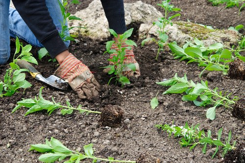 Crown reduction and pruning service for trees in Lower Clapton