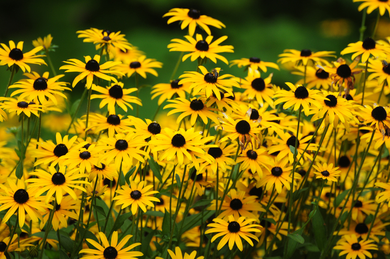 garden design landscape design
